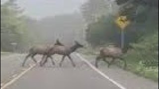 Elk herd crossing highway 101. Yachats Oregon. Oregon coast. 