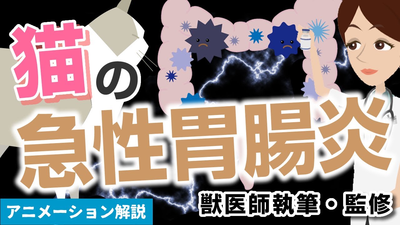 猫の急性胃腸炎について【獣医師執筆監修】症状から治療方法まで