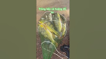 Ngày nắng hồ trị an đi tìm những con cá hoàng đế hugo #fishing