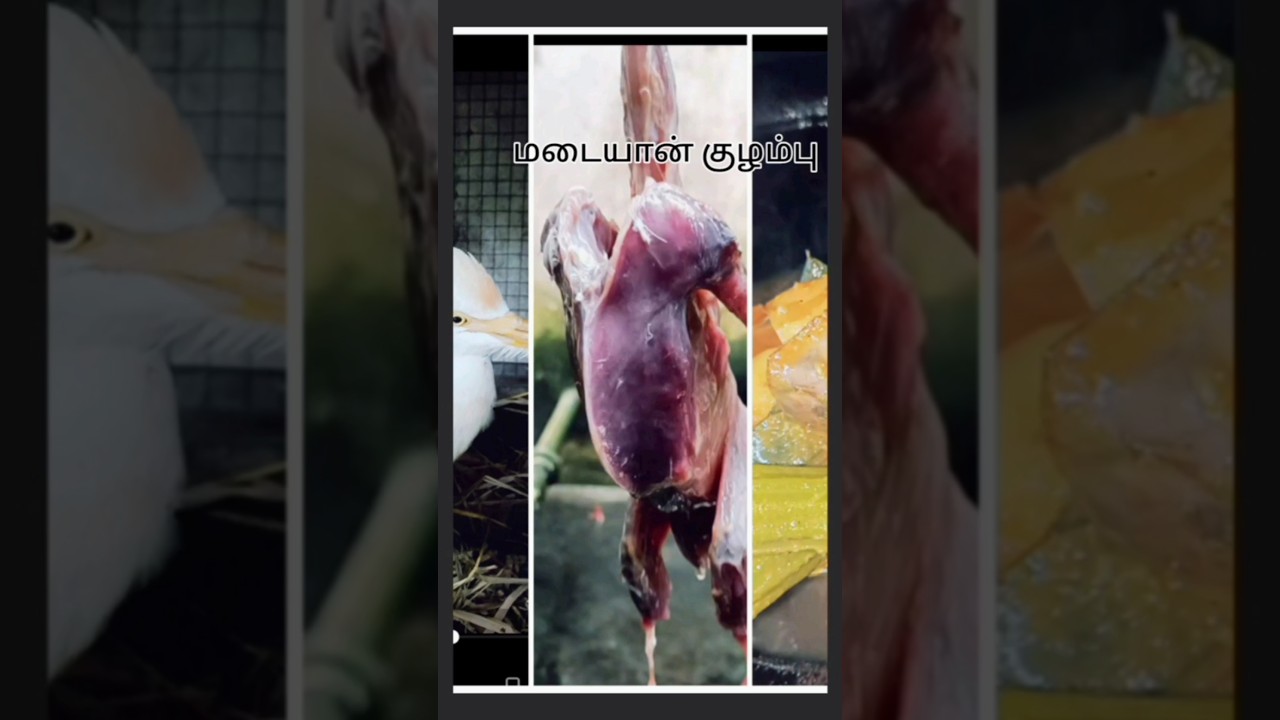 மடையான் குழம்பு செய்வது எப்படி🤤🤤🤤
