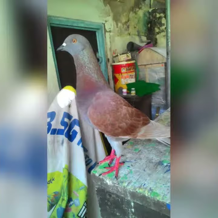 ciri ciri merpati balap sprint