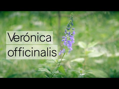 Video: Veronica Officinalis - Sifat Perubatan, Faedah, Kontraindikasi