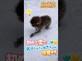 【初雪】1歳ねぎちゃんは大興奮!でも天才かあるくんの反応が…?Excitement vs. Experience. ❄️ Baby's first snow reaction! 😂 #shorts