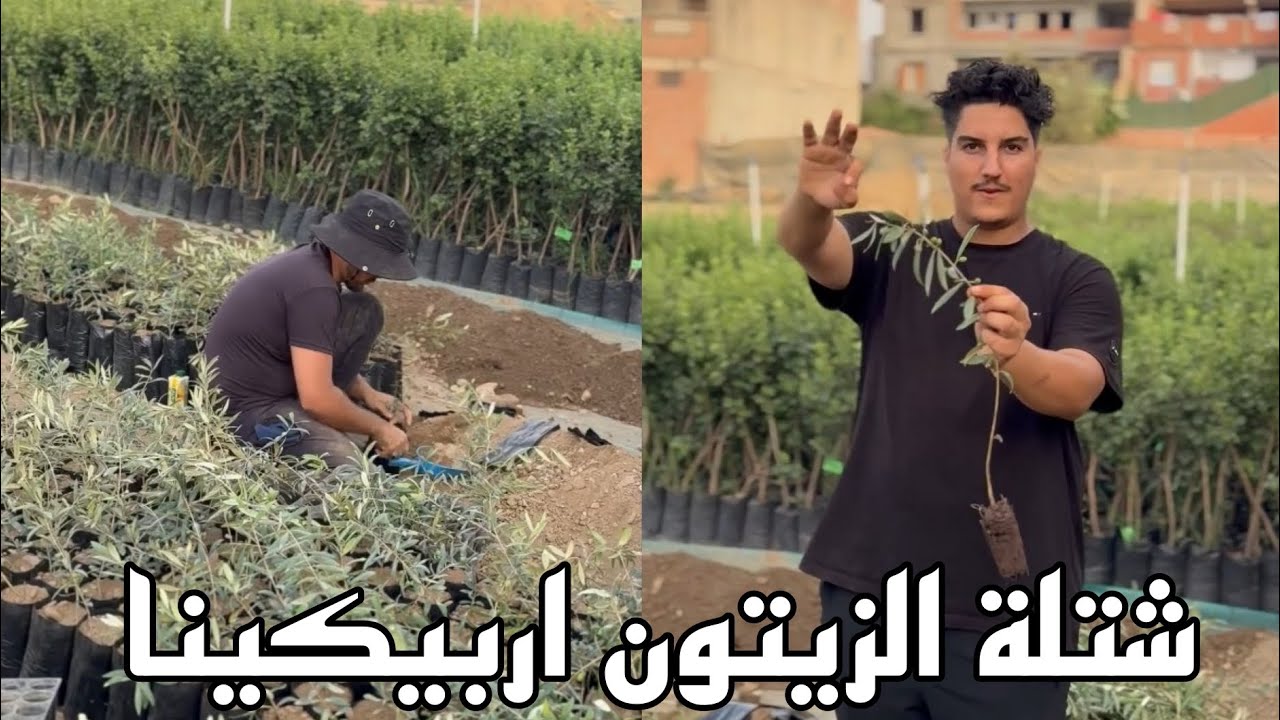 تكبير شتلة الزيتون اربيكينا في مدة زمنية قصيرة Olive Arbequina