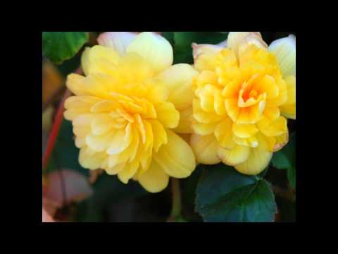 Video: Begonia Dai Mille Volti - Decorazione Del Giardino D'inverno