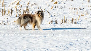 The Shetland Sheepdog Breed Standards and AKC Recognition