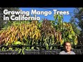 Tips on growing mango trees in mediterranean climates