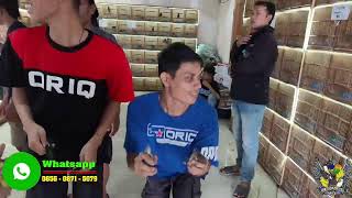 UPDATE HARGA BURUNG PODANG - CIBLEK - GLATIK - KOWUL - KONIN - JALAK - PLECI DLL