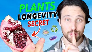 Phytochemicals | The Secret Longevity Compounds in Plants