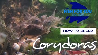 Easily Breed Corydoras for Profit at Home!