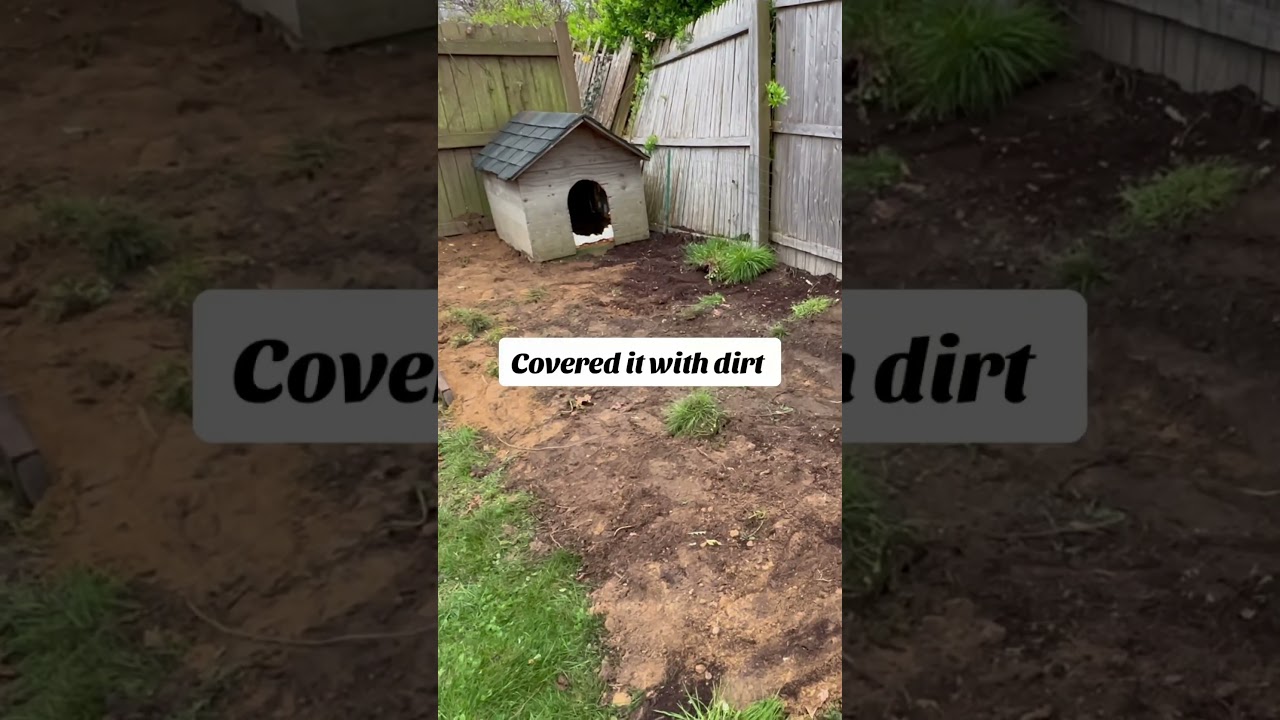 Outdoor tortoise enclosure ! 