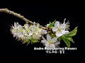 ♣Andre Rieu 앙드레류-   Spring Flowers 봄꽃/앙드레류 바이올린 연주곡/봄꽃ⅹ3번♣