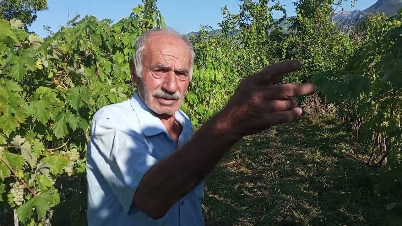 Artvin Yusufeli Meşhur Peterek Üzümünün hikayesini Arif Amcadan dinliyoruz.