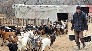 PROGRAMUL DE DIMINEATA LA STANA LUI GEORGICA.CUM HRANESTE CAPRELE SI ALTE ANIMALE.SI ALTE ACTIVITATI