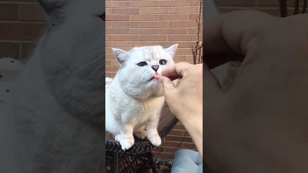 apollo british shorthair