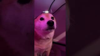 Shiba Gets Fired From Part Time Job (Again)