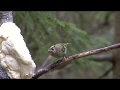 KUNGSFÅGEL  Goldcrest  (Regulus regulus)  Klipp - 3387