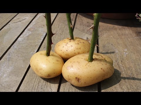 Video: Piantine Di Rose In Crescita Sul Davanzale Della Finestra