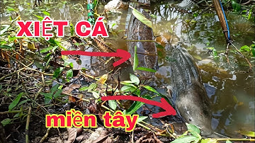 XIỆT CÁ MIỀN TÂY CẬP CÁ KHỦNG 3 KÝ CHẠY NHƯ MA NHÁT ./ Phèn & Lộc VLOGS