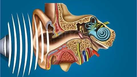 Class8 Science How we Hear Sound