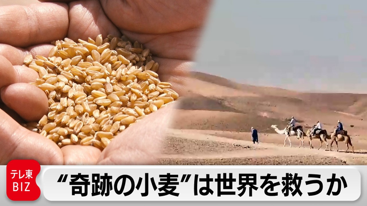 「奇跡の小麦」を実らせろ！世界の食糧危機に挑む”小麦の革命者”【ガイアの夜明け】