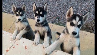 Etapa de crecimiento de cachorros de Husky Siberiano (CUTE HUSKY PUPPIES)