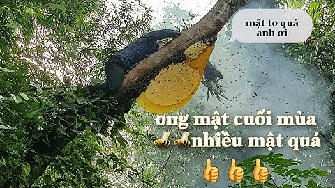 Cận cảnh lấy mật ong  rừng 🐝không cân đô bảo hộ,một nghề khá nguy hiểm