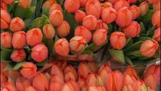 Niache Nijivune _Sabaha Salum