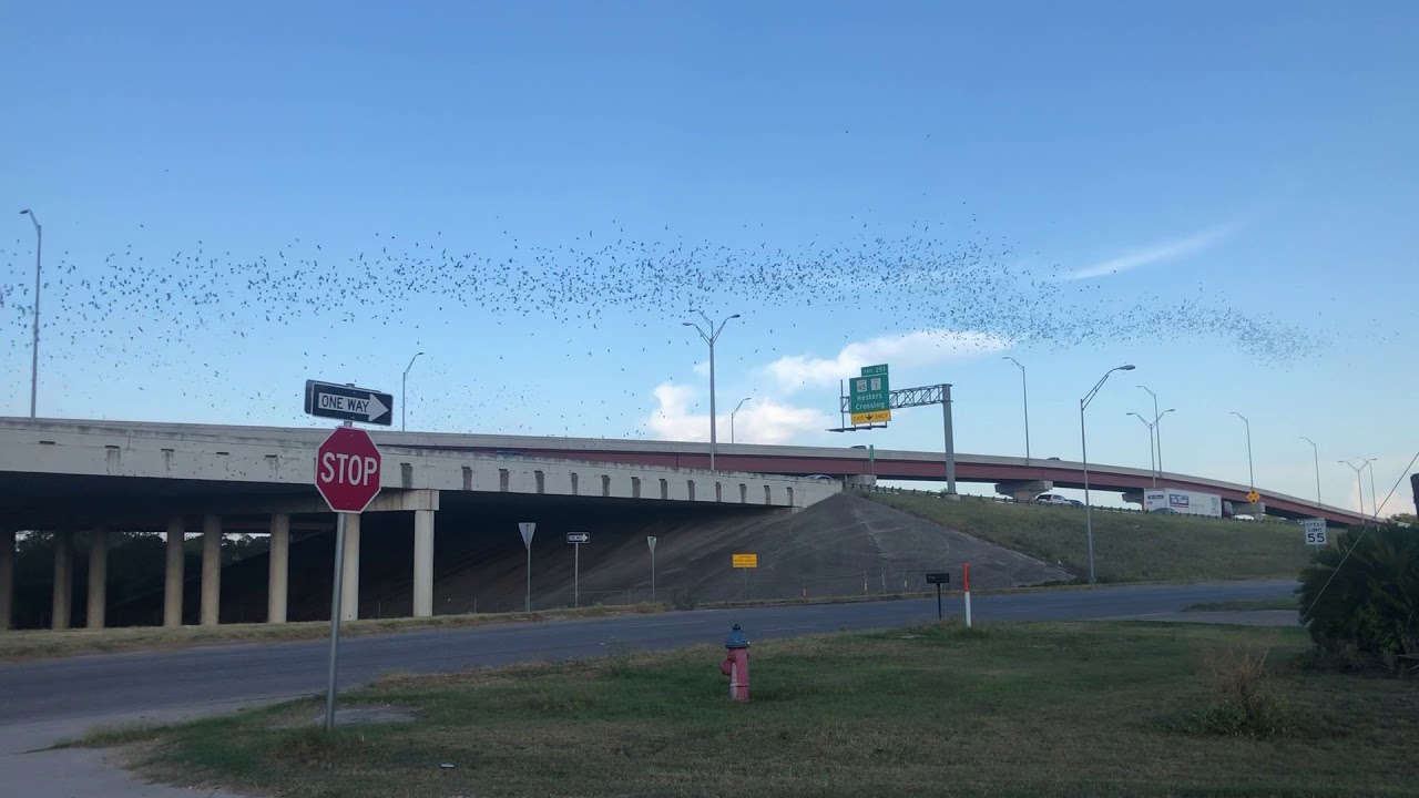 The Amazing Bats In Round Rock at McNeil Rd and IH35 Overpass YouTube
