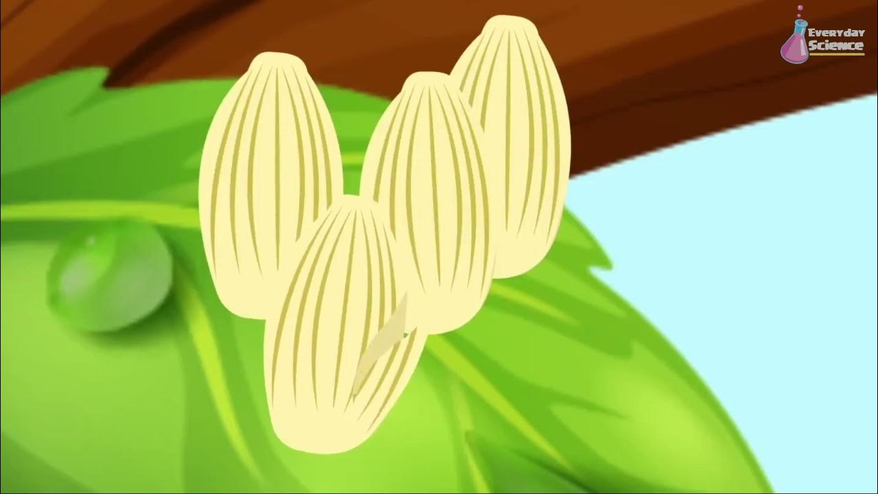 How does a caterpillar turn into butterfly? YouTube