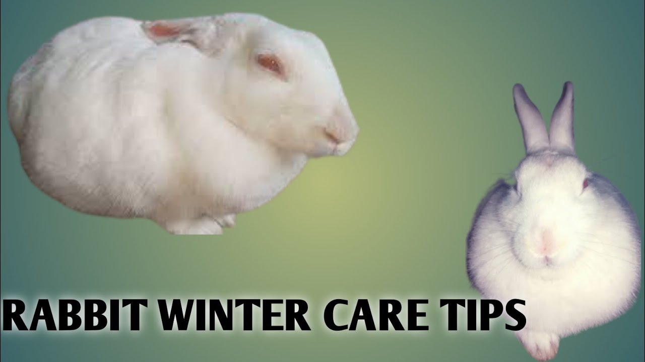 ठंड में खास तौर पर यह सावधानी रखें खरगोश के लिए Rabbit Winter Care