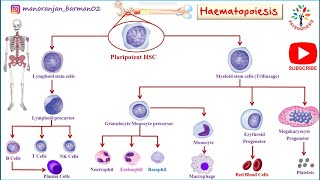 Hemopoiesis physiology।। Formation of blood cells ।। PATHOGENESIS ।। #Barman_Sir