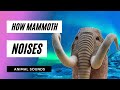 The animal sounds  mammoth noises  sounds effect  animation