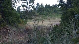 Elk hunt