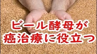 ビール酵母が癌治療に役立つ？