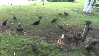 ducks.avi