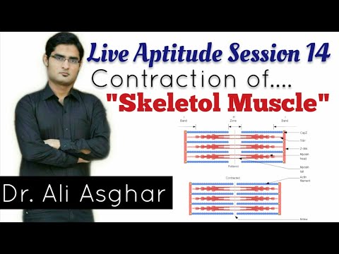 Mechanism Of Contraction Of Skeletal Muscle - YouTube