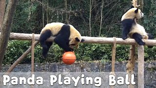 Panda Loses Control Over The Ball | iPanda