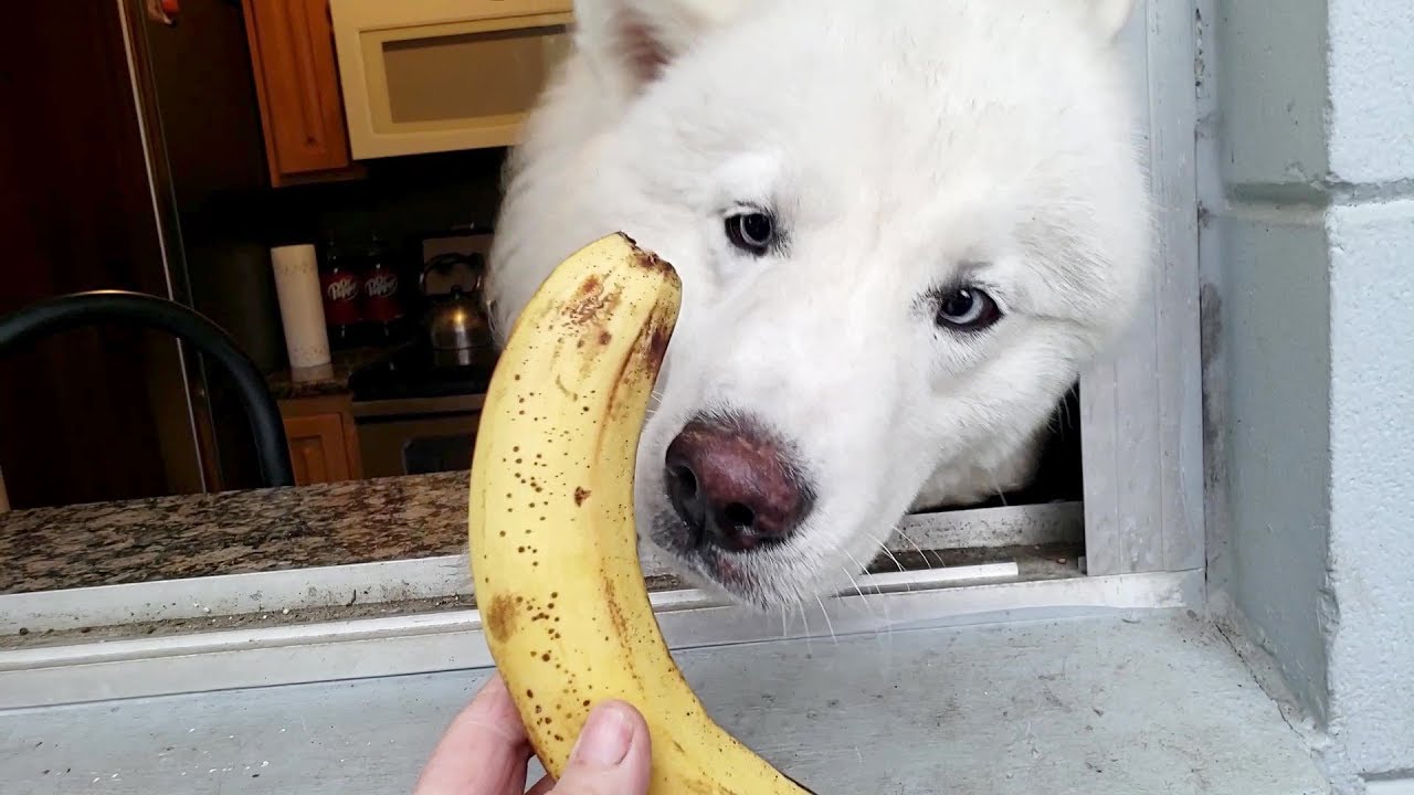 can huskies eat bananas