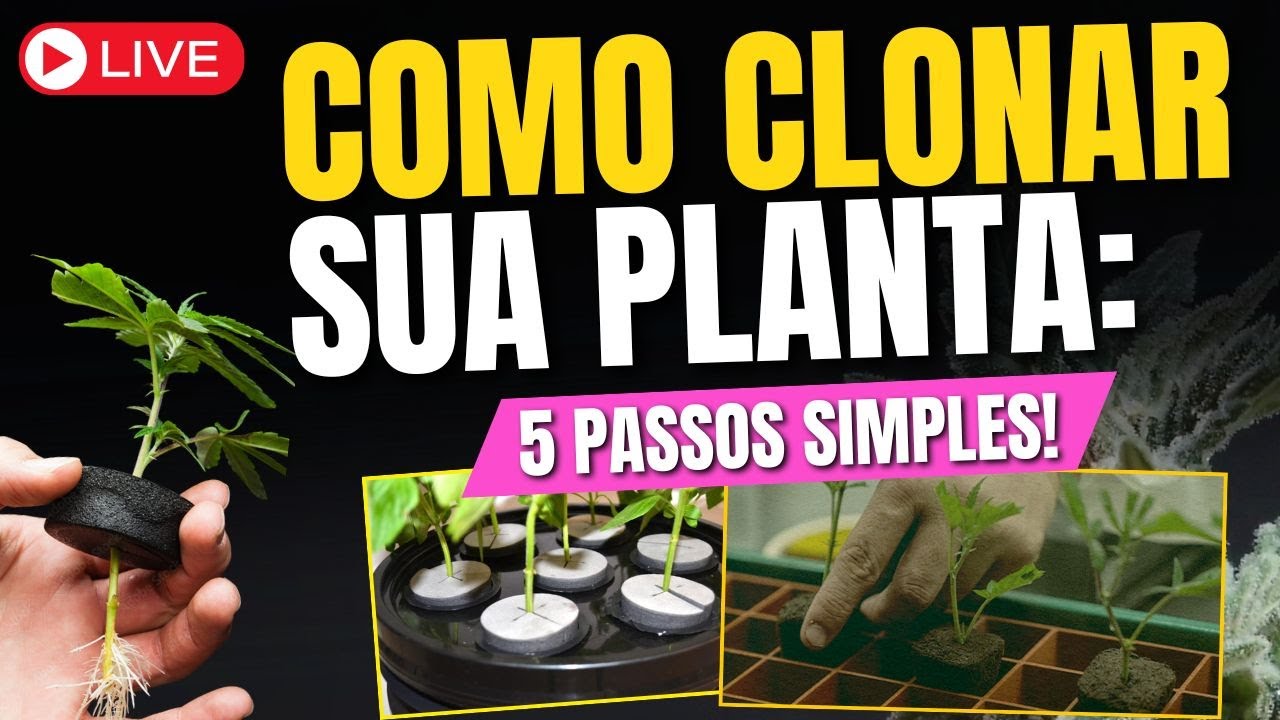 Como clonar sua planta? Associação santa gaia sofre injustiça! React com mobydick