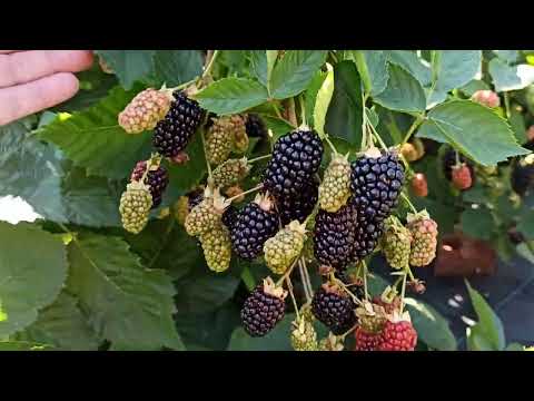 Ежевика ранних сортов на 15.08.2022г. Урожай радует! Омск, Юго-Запад Сибири!