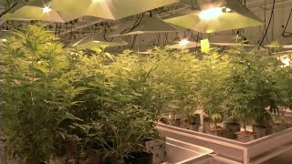 Will marijuana legalization bandwagon be slowed by decriminalization effort