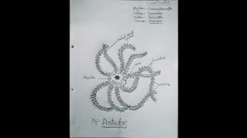 Bsc 5th sem Zoology practical file ( Part 2)