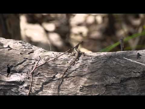 Video: En Enorm Mystisk Skabning Vandrer Den Australske Outback - Alternativ Visning