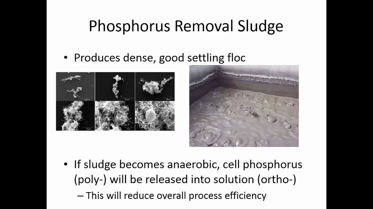 ENVE 616 - Class 7 (3/4/2015) ANAMMOX, Phosphorus Removal, etc.