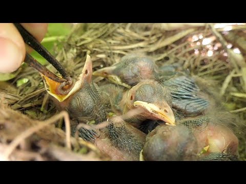 Vídeo: Niu d'oreneta. Tipus de nius d'ocells