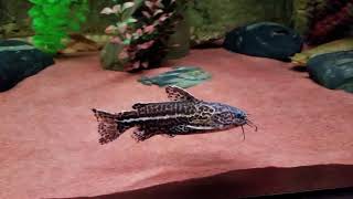 Jaguar catfish Jaguar Catfish Max Size