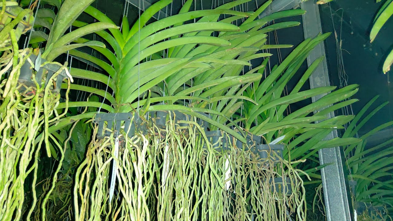 promo anggrek vanda import thailand 