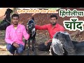 सुनील मारोती रीठे यांचा चाँद वाला बोकड | हिंगोलीचा चाँद #goat