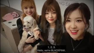 (ENG SUBS) BLACKPINK VLIVE JENNIE, ROSÉ AND LISA AT DOG CAFÉ